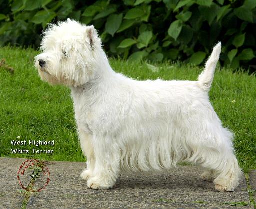 West Highland White Terrier 9A012D-21.JPG